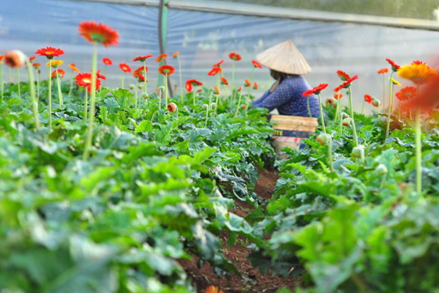 Tour Ngoại Thành 1 Ngày Thác Voi Chùa Linh Ẩn